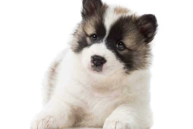 Lily at 6 weeks old