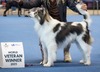 Dutch/Fin Ch. Roy Hill Mamba'JW'16, W'19, VWW-25 (Mamba)